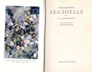 COLLECTING SEA SHELLS